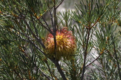Banksia incana