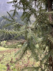 Cunninghamia lanceolata