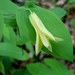 Perfoliate Bellwort - Photo (c) susanelliott, some rights reserved (CC BY-NC), uploaded by Susan Elliott