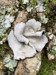 Dermatocarpon miniatum