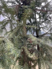 Cunninghamia lanceolata