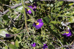 Scaevola phlebopetala