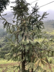 Cunninghamia lanceolata