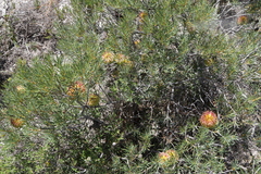Banksia incana