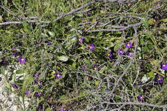 Scaevola phlebopetala