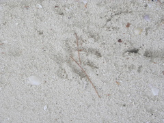Procyon pygmaeus