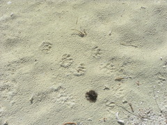 Procyon pygmaeus