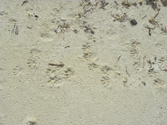 Procyon pygmaeus