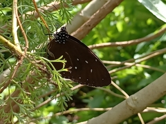 Euploea tulliolus ledereri