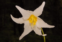 Erythronium montanum