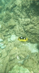 Chaetodon quadrimaculatus