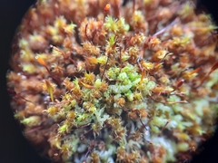 Macromitrium