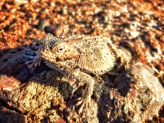 Phrynosoma coronatum