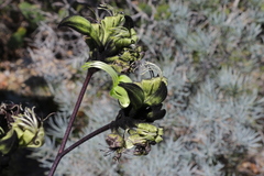 Macropidia fuliginosa