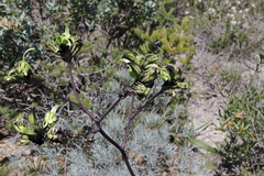 Macropidia fuliginosa