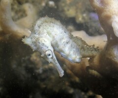 Hippocampus whitei
