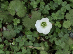 Oxalis magellanica