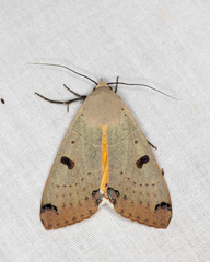 Ophiusa parcemacula