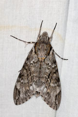 Psilogramma casuarinae