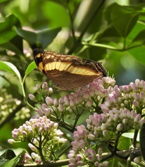 Yoma sabina