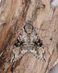 Psilogramma casuarinae