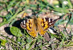 Vanessa cardui