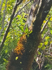 Angraecum borbonicum