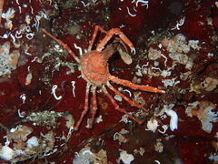 Chorilia longipes