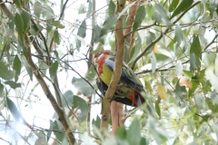 Platycercus eximius eximius