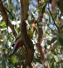 Platycercus eximius eximius