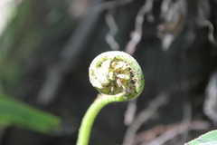 Blechnum triangularifolium