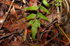 Lindsaea ensifolia