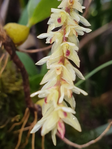 Nodding Bulbophyllum