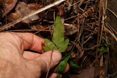 Lindsaea ensifolia