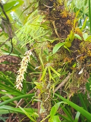 Bulbophyllum nutans