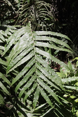 Blechnum triangularifolium