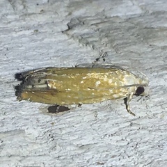 Eucosma floridana