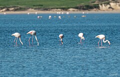 Phoenicopterus roseus