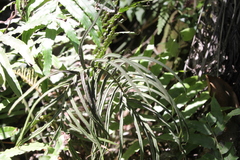 Blechnum triangularifolium