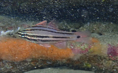 Ostorhinchus limenus