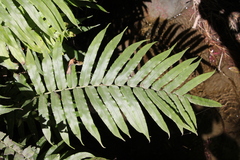 Blechnum triangularifolium