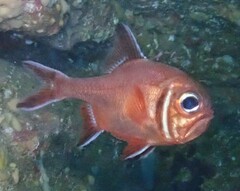 Trachichthys australis