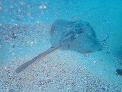 Trygonoptera testacea