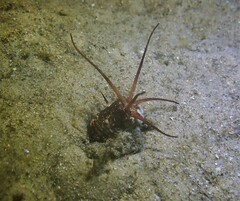 Eunice dharastii