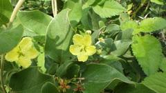 Sphedamnocarpus pruriens