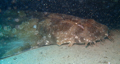 Orectolobus maculatus