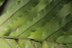 Blechnum triangularifolium