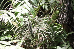 Blechnum triangularifolium