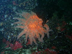 Pycnopodia helianthoides