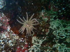 Pycnopodia helianthoides